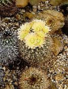 grianghraf Plandaí faoi dhíon Neoporteria cactus desert buí