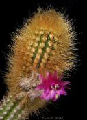 roosa Oreocereus Kõrbes Kaktus