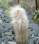 フォト 屋内植物 Oreocereus 砂漠のサボテン ピンク