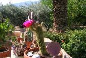 nuotrauka Vidinis augalai Trichocereus dykuma kaktusas rožinis