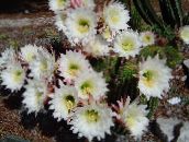 foto Krukväxter Trichocereus ödslig kaktus vit