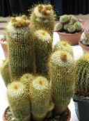 fotografija Sobne Rastline Kroglični Kaktus, Notocactus rumena
