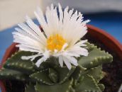 photo Indoor plants Tiger's Chops, Cat's Jaws, Tiger Jaws succulent, Faucaria white
