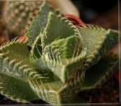 photo Indoor plants Tiger's Chops, Cat's Jaws, Tiger Jaws succulent, Faucaria yellow