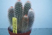 photo Indoor plants Haageocereus desert cactus white
