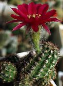 fotografie Pokojové rostliny Arašídové Kaktus, Chamaecereus vinný
