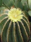 mynd Inni plöntur Eriocactus eyðimörk kaktus gulur