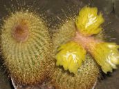 снимка Интериорни растения Eriocactus пустинен кактус жълт