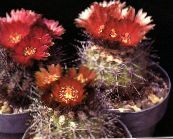photo Indoor plants Eriosyce desert cactus red