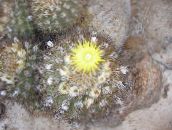 photo Indoor plants Eriosyce desert cactus yellow