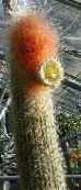 mynd Inni plöntur Espostoa, Perú Gamli Kaktus hvítur