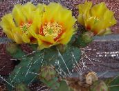 fotografie Plante de interior Pere Fileu desert cactus, Opuntia galben