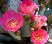 フォト 屋内植物 ウチワサボテン 砂漠のサボテン, Opuntia ピンク