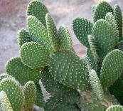 fotografie Pokojové rostliny Opuncie pouštní kaktus, Opuntia žlutý