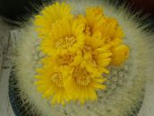 снимка Интериорни растения Том Палеца пустинен кактус, Parodia жълт