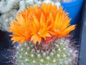 fotografie Pokojové rostliny Paleček pouštní kaktus, Parodia oranžový