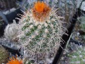 fotografija Sobne Rastline Tom Thumb puščavski kaktus, Parodia oranžna