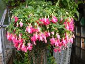 фота Пакаёвыя кветкі Фуксія хмызняк, Fuchsia ружовы