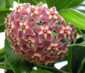 foto  Hoya, Brudebuket, Madagaskar Jasmin, Voks Blomst, Chaplet Blomst, Floradora, Hawaiian Bryllup Blomst hængende plante pink