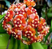 foto Krukblommor Hoya, Brudbukett, Madagaskar Jasmin, Vax Blomma, Chaplet Blomma, Floradora, Hawaiian Bröllop Blomma ampelväxter apelsin