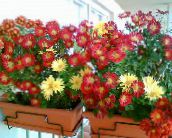 φωτογραφία Εσωτερικά λουλούδια Ανθοπωλεία Μαμά, Μαμά Κατσαρόλα ποώδη, Chrysanthemum οινώδης