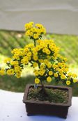 ყვითელი Florists Mum, ბანკში Mum ბალახოვანი მცენარე
