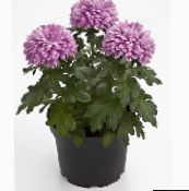 lilac Florists Mamma, Pottinn Mamma Herbaceous Planta
