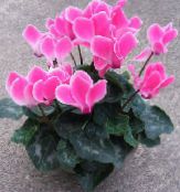 foto Unutarnja Cvjetovi Perzijski Violet zeljasta biljka, Cyclamen ružičasta