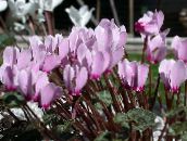 фотографија Затворене Цветови Персиан Виолет травната, Cyclamen лила