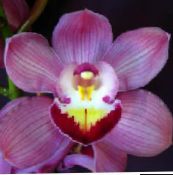 zdjęcie Pokojowe Kwiaty Cymbidium trawiaste liliowy