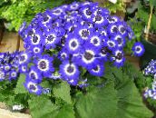photo des fleurs en pot Cinéraire Cruenta herbeux, Cineraria cruenta, Senecio cruentus bleu