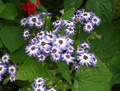 photo des fleurs en pot Cinéraire Cruenta herbeux, Cineraria cruenta, Senecio cruentus bleu ciel