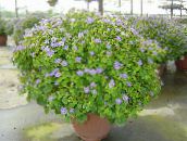 foto Krukblommor Persisk Violett örtväxter, Exacum ljusblå