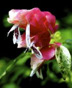 φωτογραφία Εσωτερικά λουλούδια Κόκκινο Φυτό Γαρίδες θάμνοι, Beloperone guttata λευκό