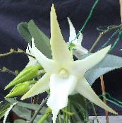 Üstökös Orchidea, A Betlehemi Csillag Orchidea