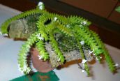 фото Комнатные цветы Ангрекум травянистые, Angraecum белый