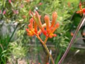 photo Pot Flowers Kangaroo paw herbaceous plant, Anigozanthos flavidus orange