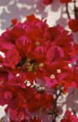 foto Pote flores Paper Flower arbusto, Bougainvillea vermelho