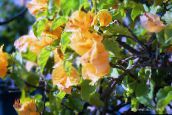 photo  Paper Flower shrub, Bougainvillea yellow
