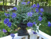 fénykép Pot Virágok Vasfű lágyszárú növény, Verbena Hybrida sötétkék