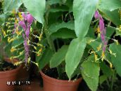 foto Podu Ziedi Dancing Lady zālaugu augs, Globba-winitii ceriņi