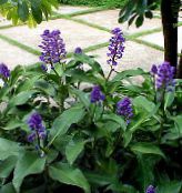 fénykép Pot Virágok Kék Gyömbér lágyszárú növény, Dichorisandra sötétkék