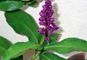 照片 盆花 蓝姜 草本植物, Dichorisandra 紫