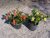 foto Pot Blomster Brudt Pot, Prins Af Orange busk, Ixora gul