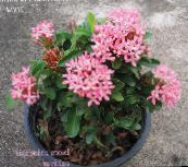 photo Pot Flowers Broken Pot, Prince of Orange shrub, Ixora pink