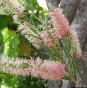 foto Pot Blomster Flaskerenser busk, Callistemon pink