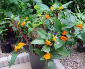 フォト ポットの花 燃えるようなコスタス 草本植物, Costus オレンジ