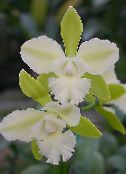 ფოტო ბანკში ყვავილები Lycaste ბალახოვანი მცენარე თეთრი