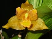 φωτογραφία Εσωτερικά λουλούδια Lycaste ποώδη κίτρινος