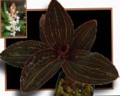фотографија Затворене Цветови Драгуљ Орхидеја травната, Ludisia бео